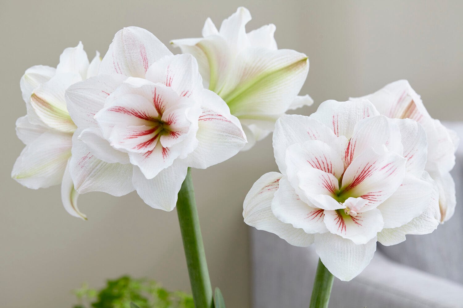 Amaryllis 'Aquaro'
